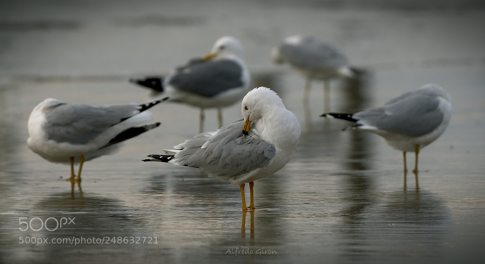 Nikon D500 sample photo. Seagull club photography