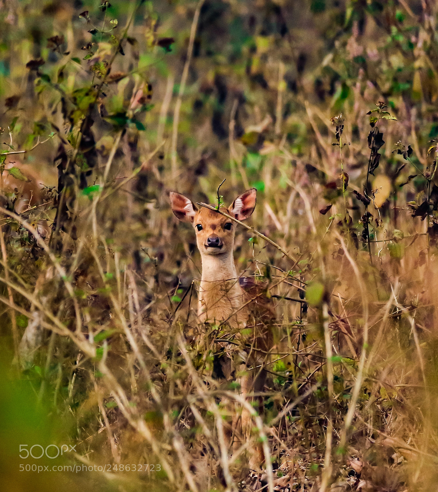 Canon EOS 7D Mark II sample photo. The youngling photography