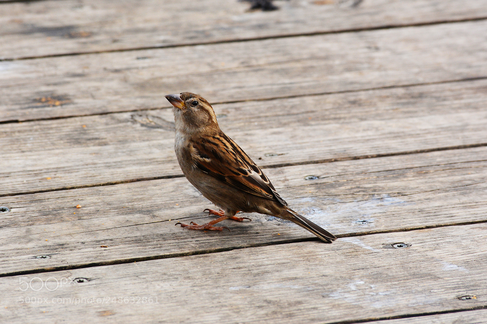 Nikon D7100 sample photo. Squirp photography