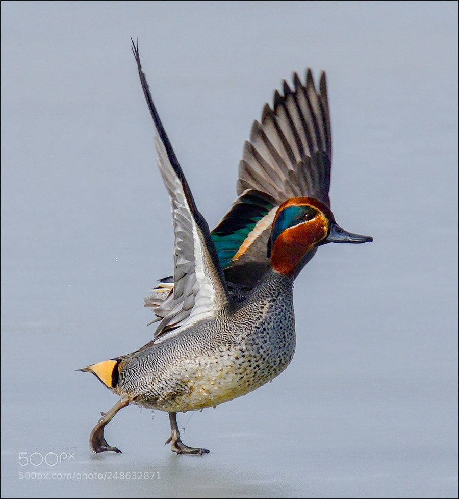 Nikon D500 sample photo. Wintertaling photography