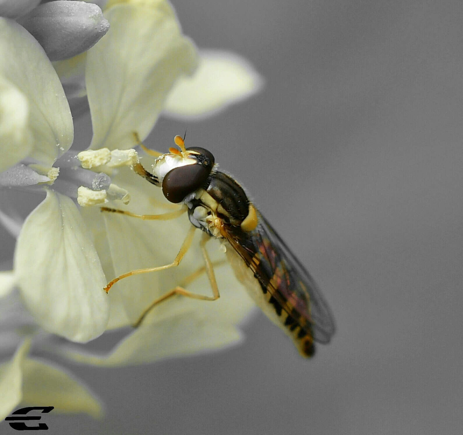 Olympus E-5 sample photo. Bee photography