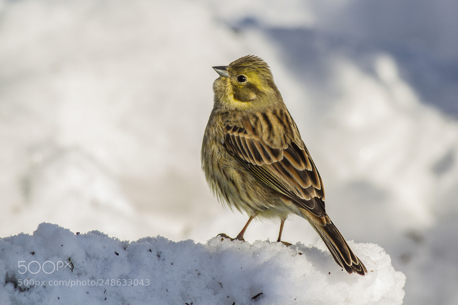 Canon EOS 7D sample photo. Yellowhammer - emberiza citrinella photography