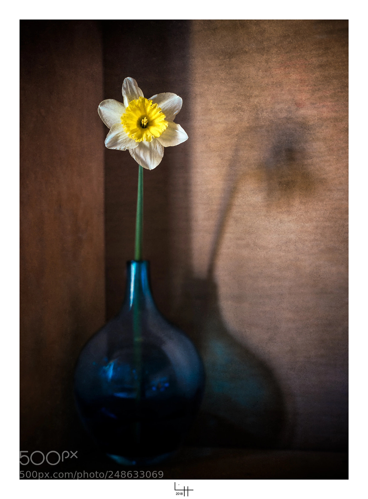 Nikon D850 sample photo. Jonquilles étude ii photography
