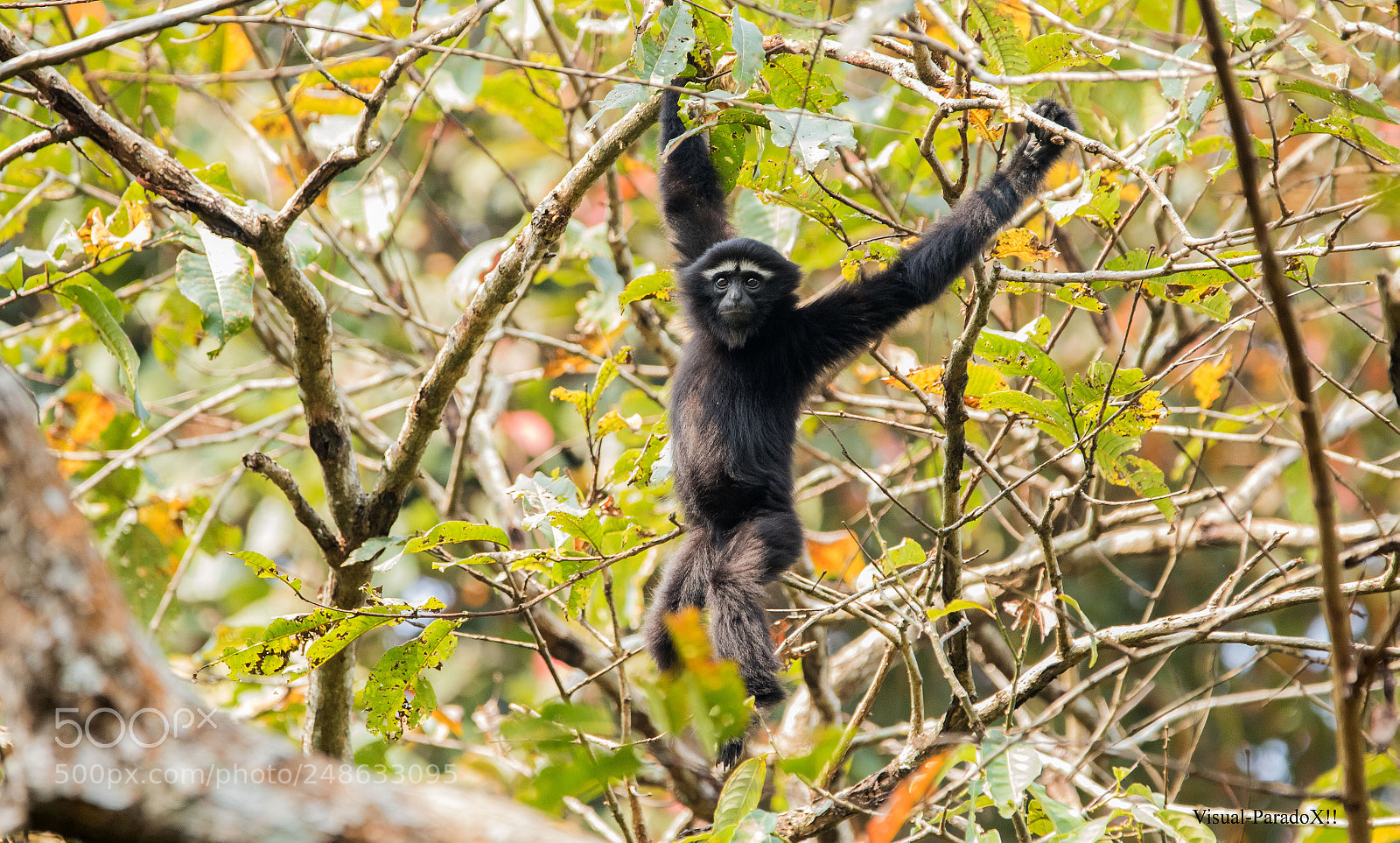 Canon EOS 7D Mark II sample photo. Hoollongapar gibbon indian ape photography