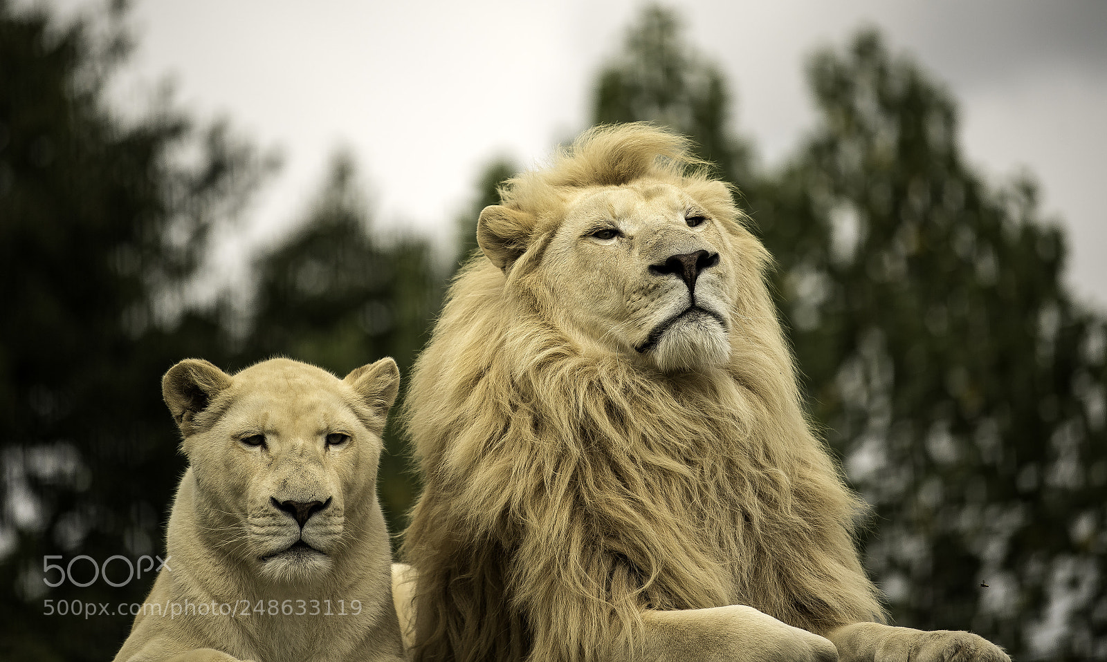 Nikon D5 sample photo. Lion series photography
