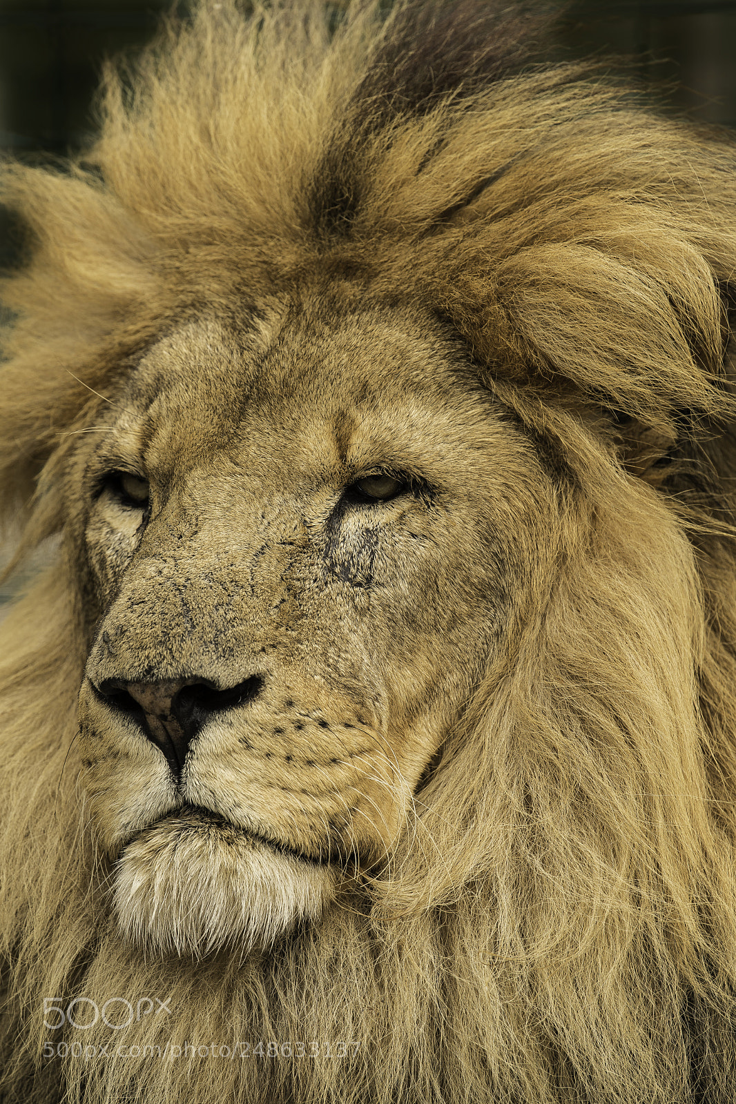 Nikon D5 sample photo. Lion series photography
