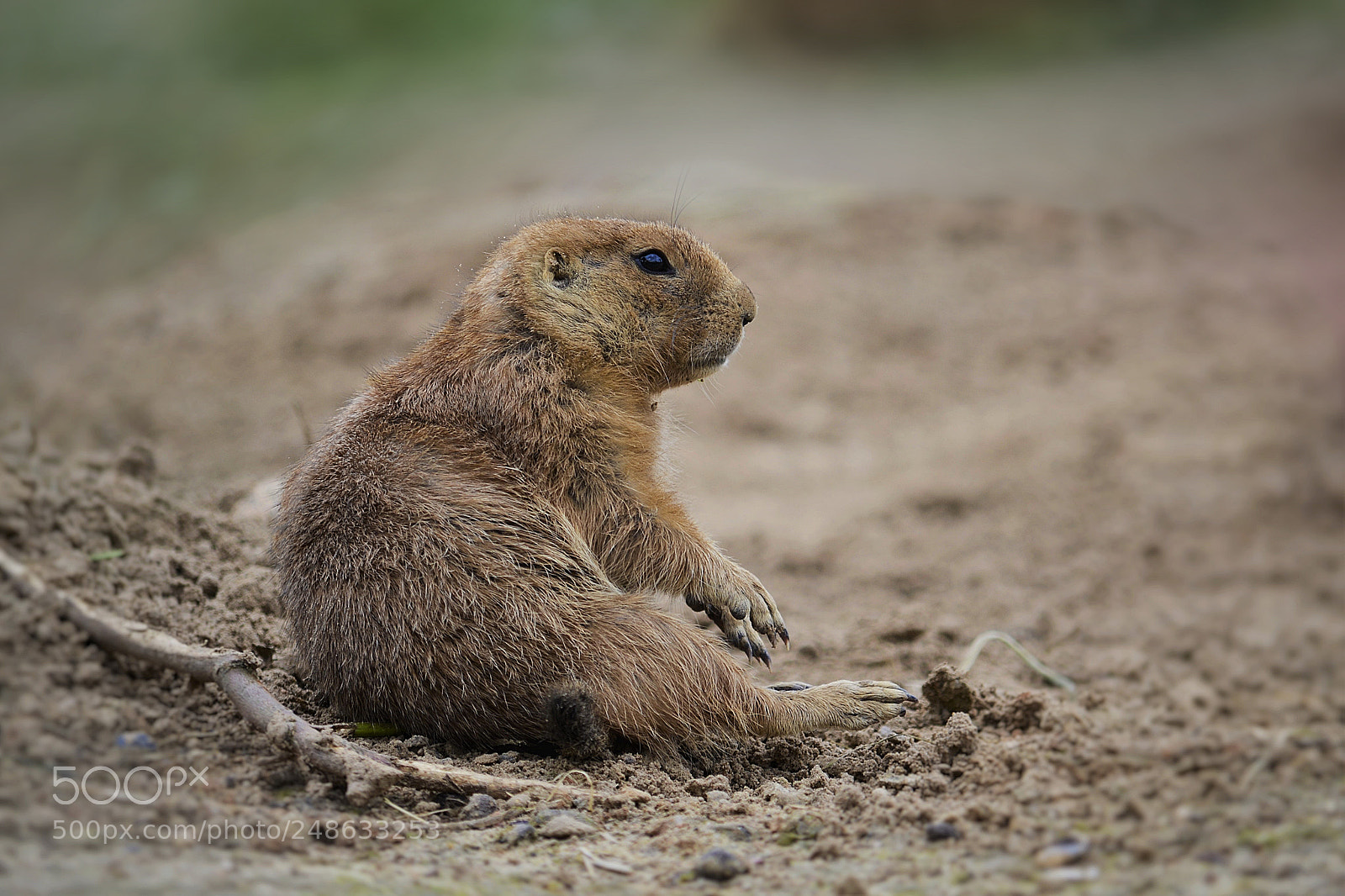 Nikon D3100 sample photo. Prairie dog photography