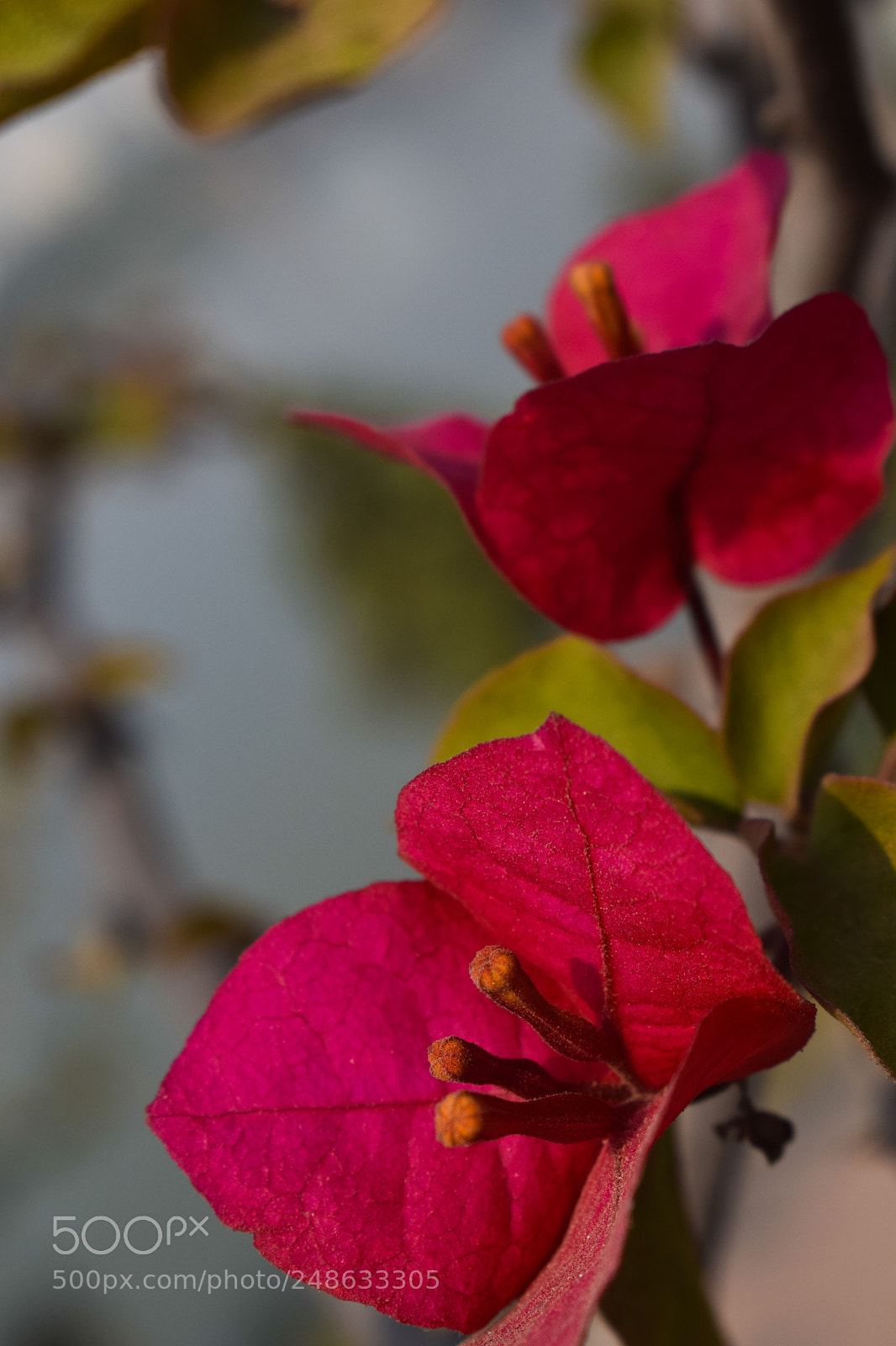 Nikon D5300 sample photo. Flower photography