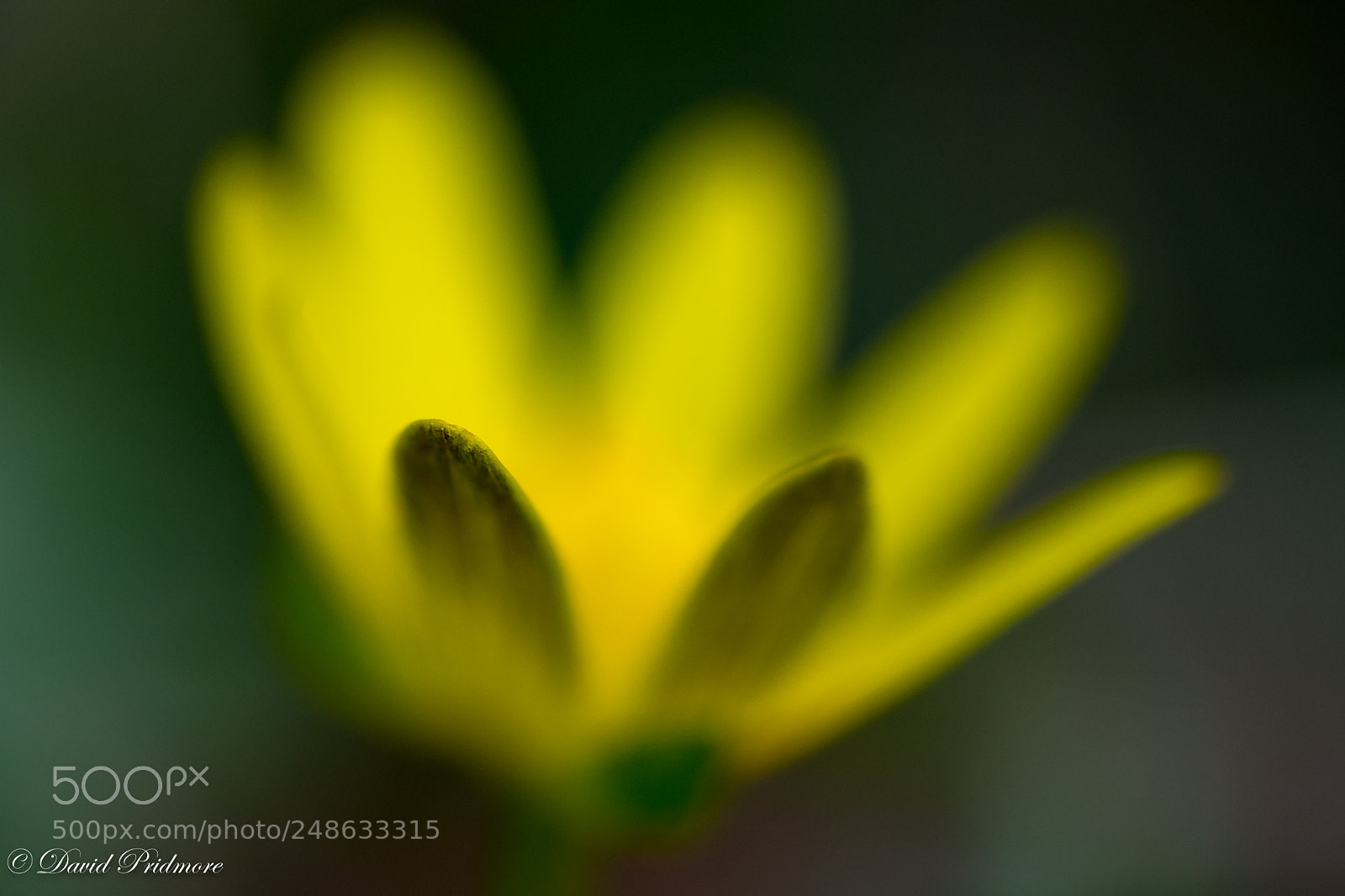 Nikon D7200 sample photo. Yellow photography