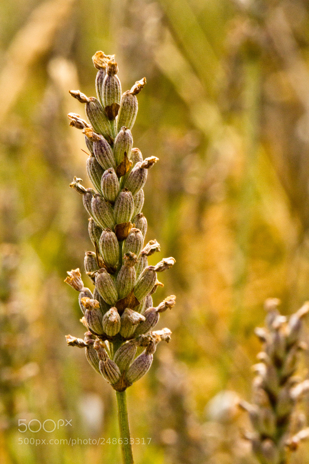 Canon EOS 7D sample photo. Golden lavender photography
