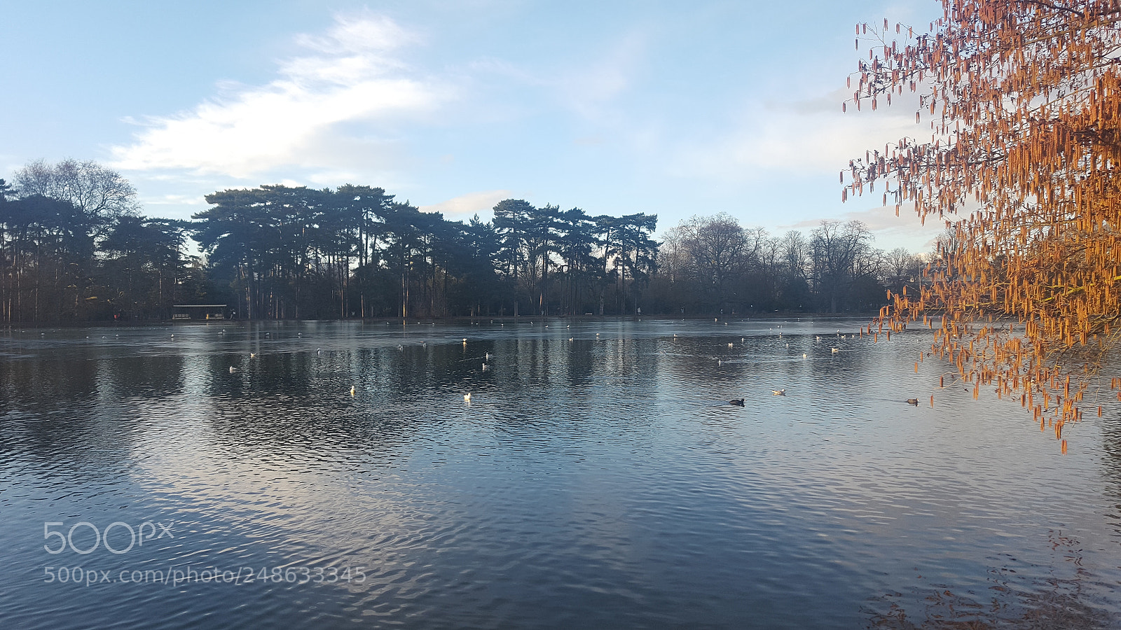 Samsung Galaxy S6 sample photo. Cr puscule, bois de photography