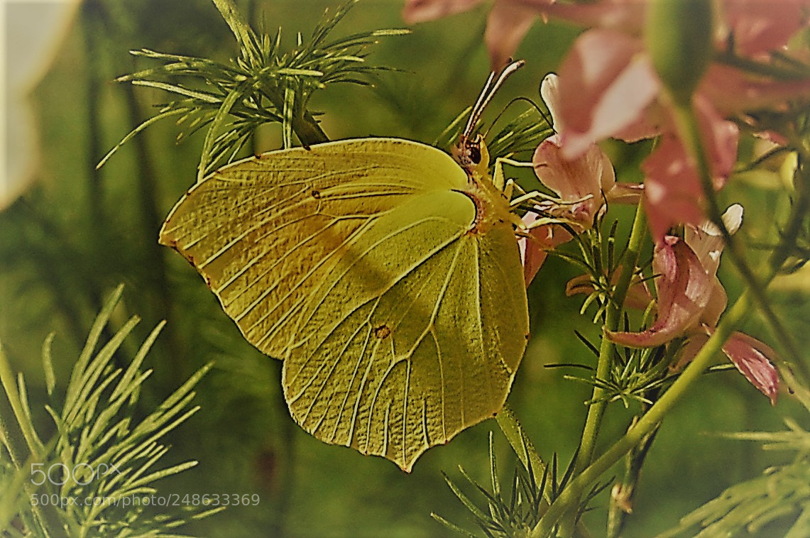 Nikon D40 sample photo. Great orange tip photography