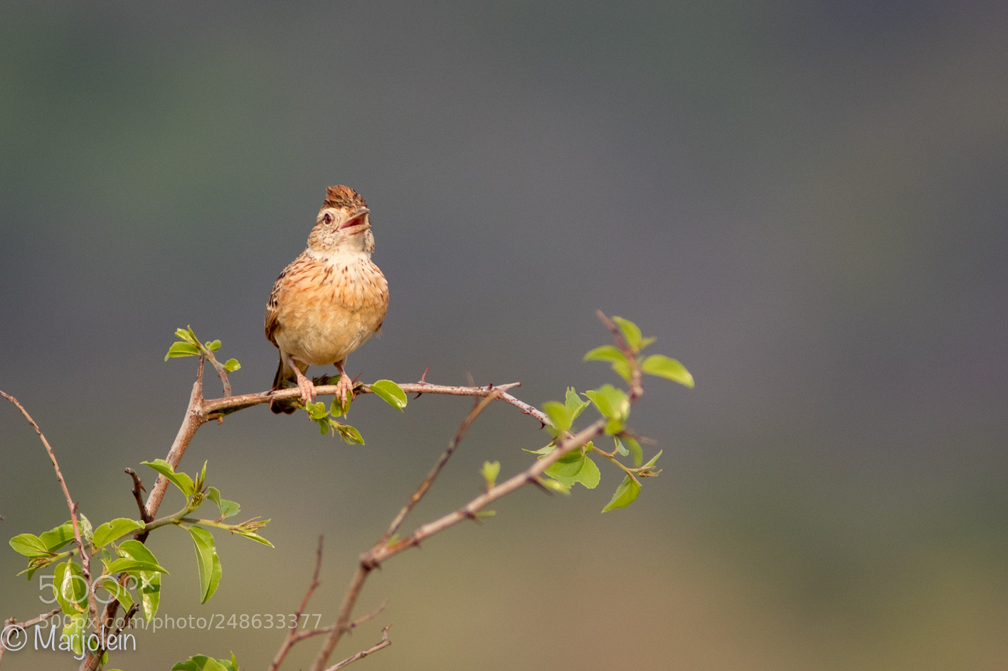 Canon EOS 7D Mark II sample photo. Rufus naped lark photography