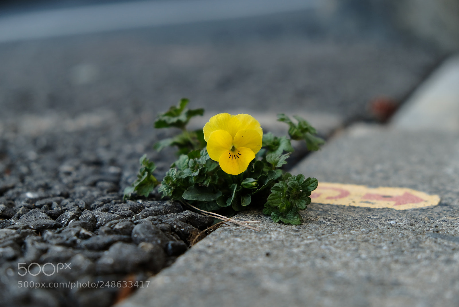 Fujifilm X-T20 sample photo. Flower on the road. photography
