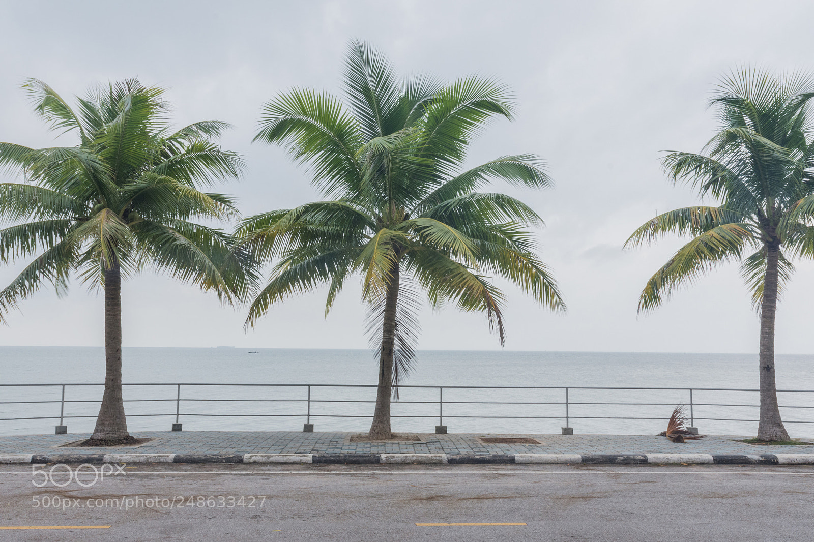 Nikon D7200 sample photo. Coconut palm tree with photography