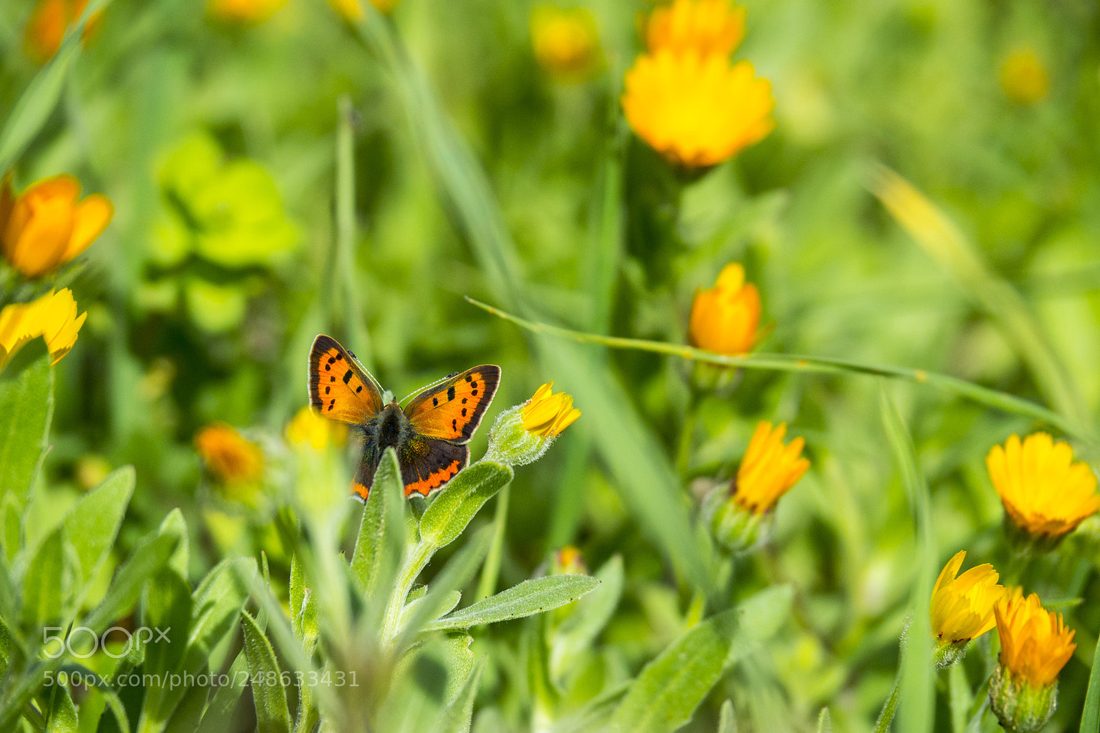 Olympus OM-D E-M10 III sample photo. Spring time photography