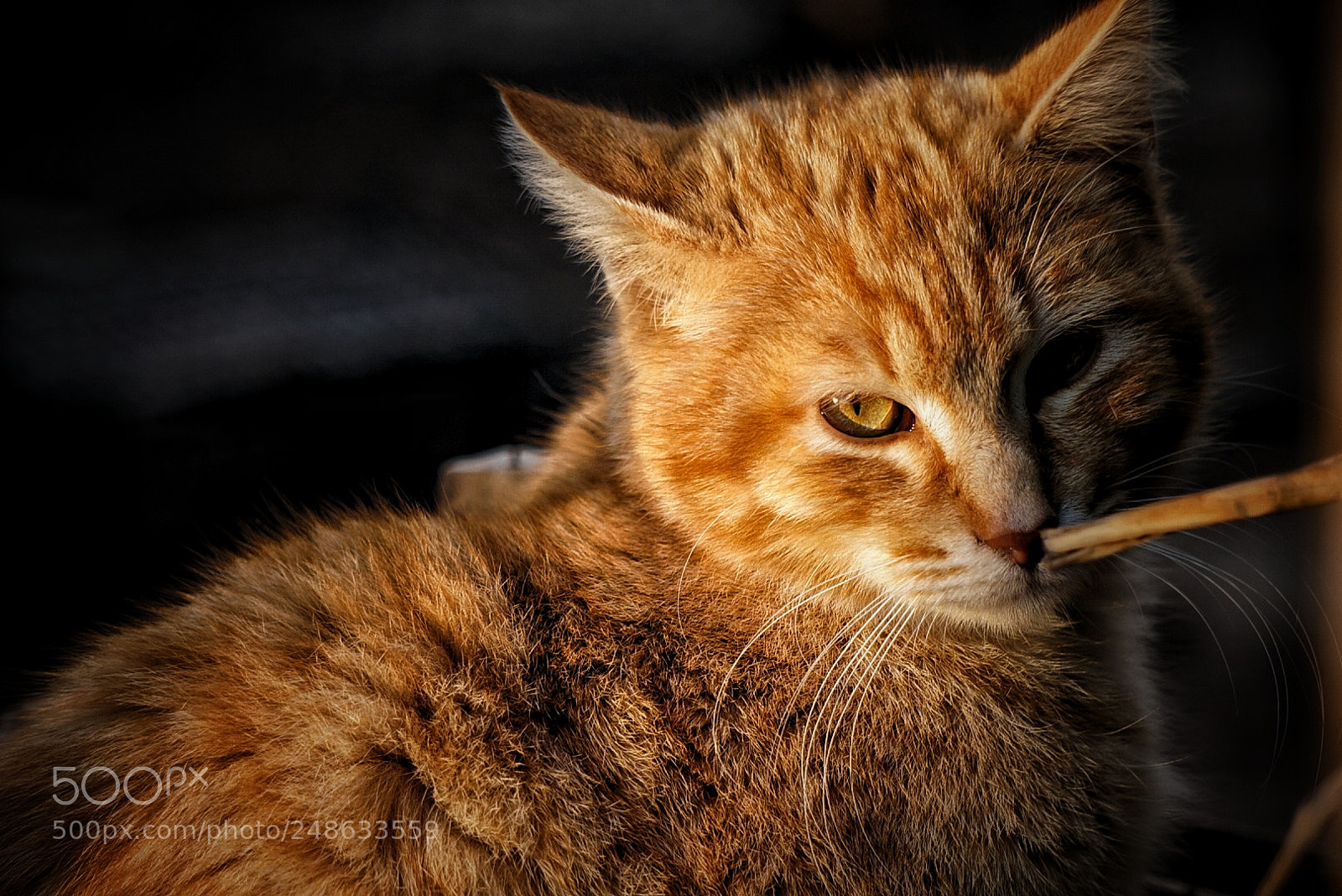 Sony a6000 sample photo. Cat red photography