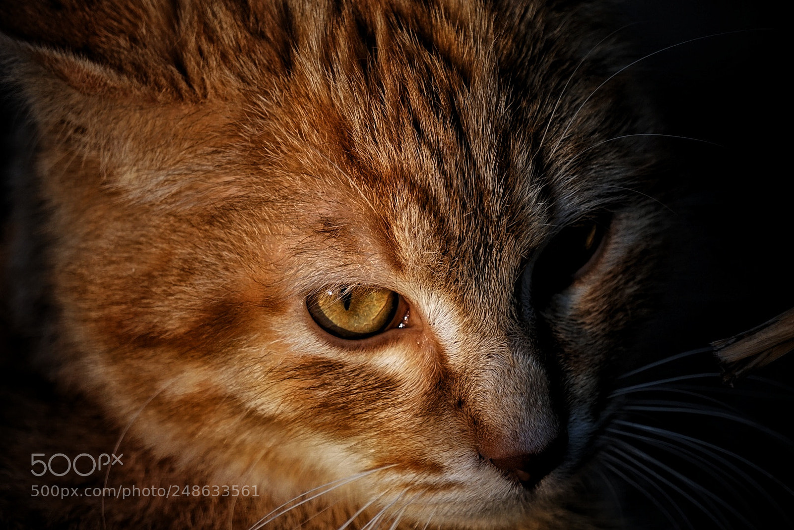 Sony a6000 sample photo. Cat red photography