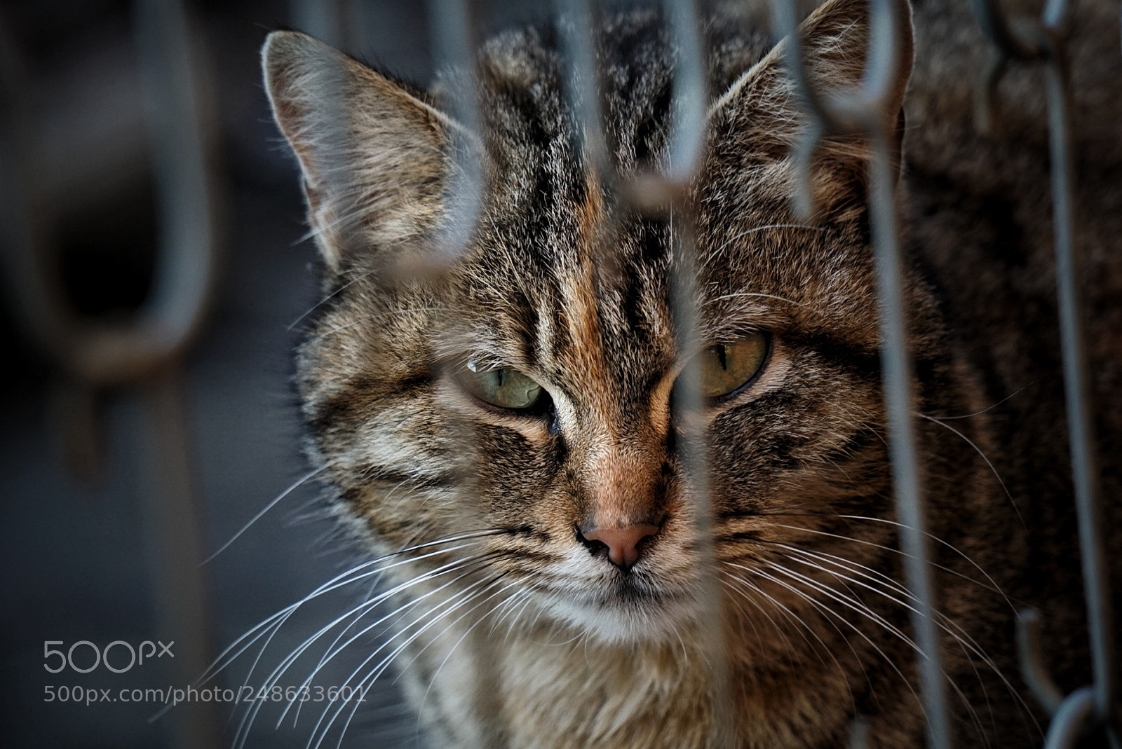 Sony a6000 sample photo. Cat photography