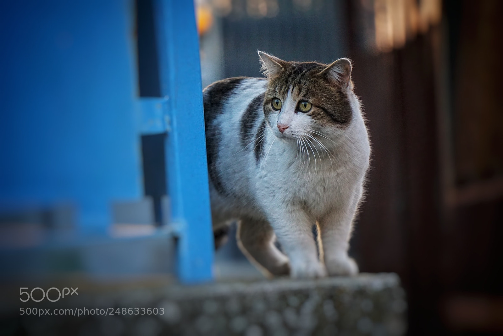 Sony a6000 sample photo. Cat photography