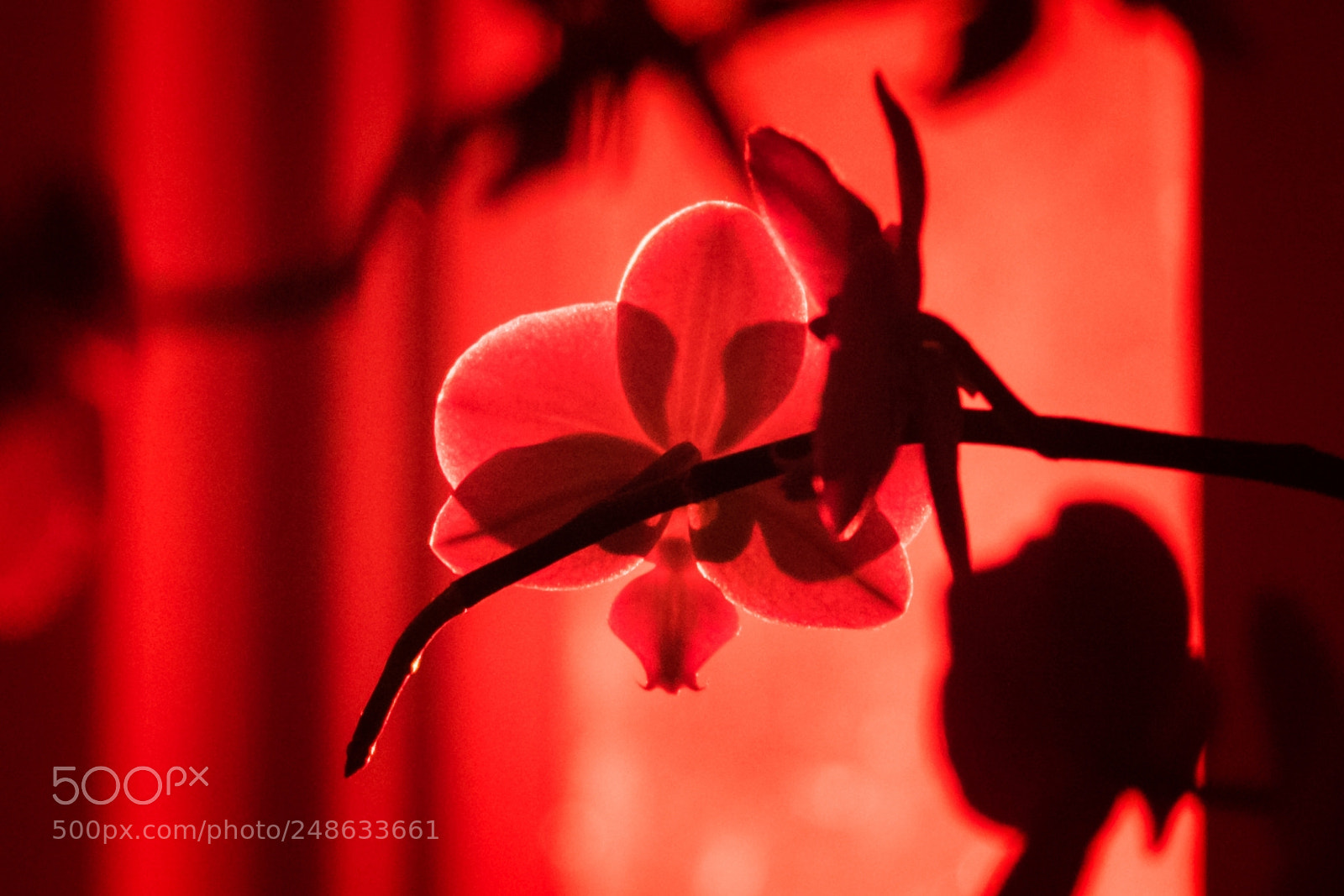 Fujifilm X-T10 sample photo. Womens day photography