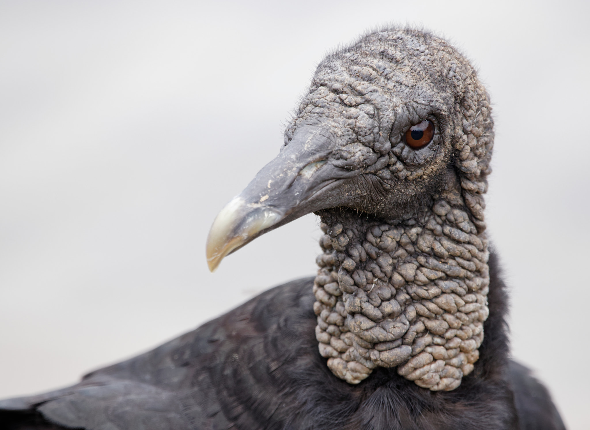 Sigma 150-600mm F5-6.3 DG OS HSM | C sample photo. Bald photography