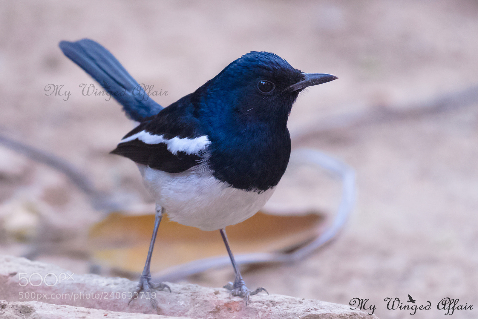 Nikon D610 sample photo. Oriental magpie robin male photography