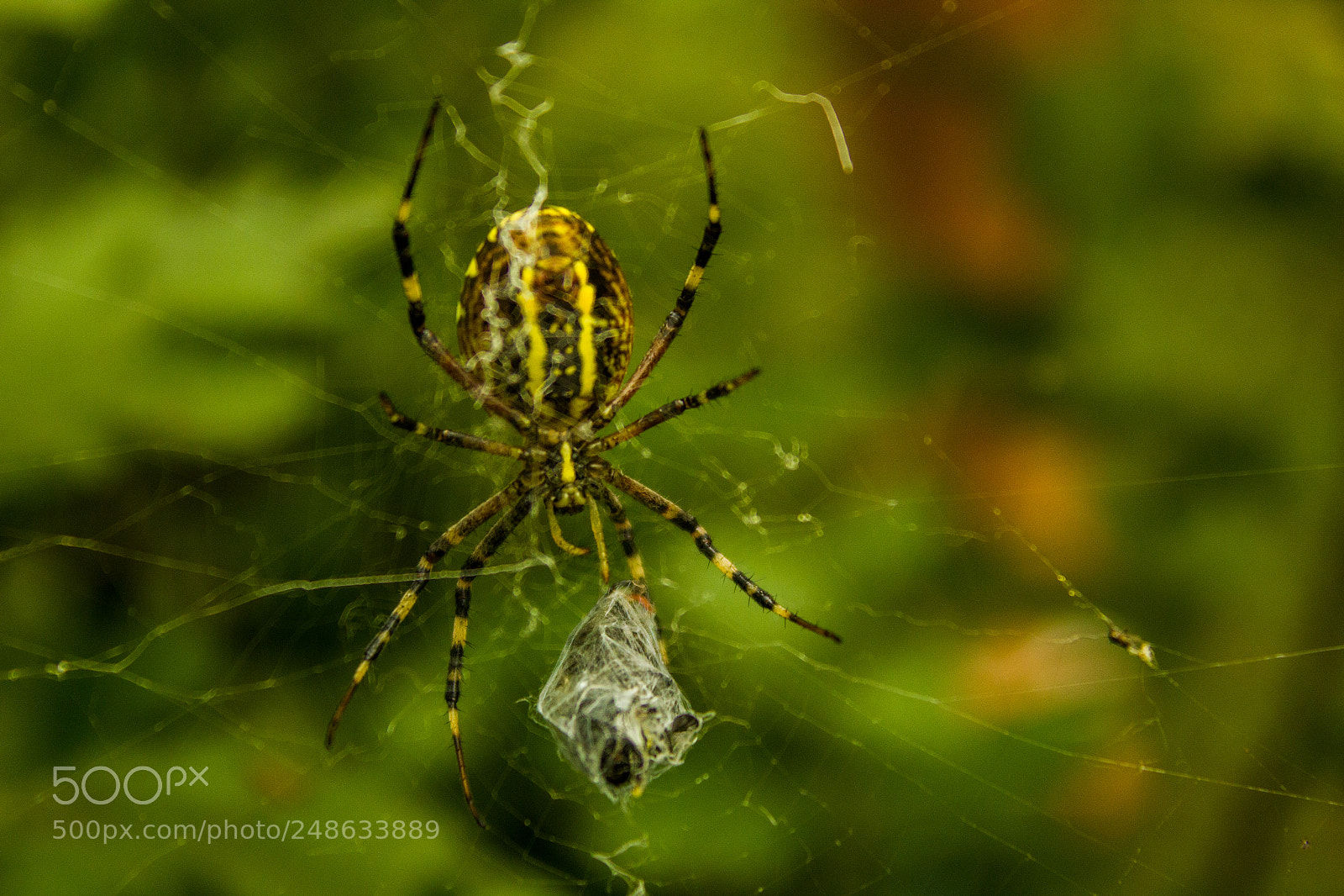 Canon EOS 550D (EOS Rebel T2i / EOS Kiss X4) sample photo. Spidey with its meal photography