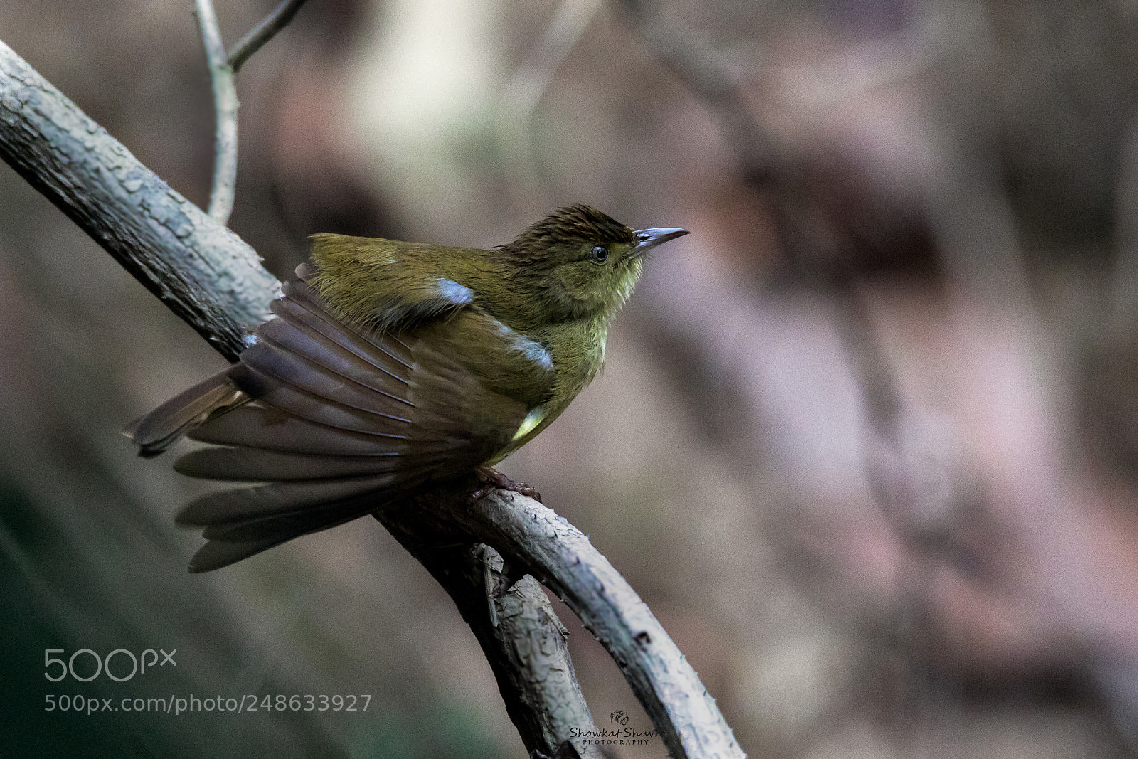 Canon EOS 7D Mark II sample photo. Olive bulbul photography