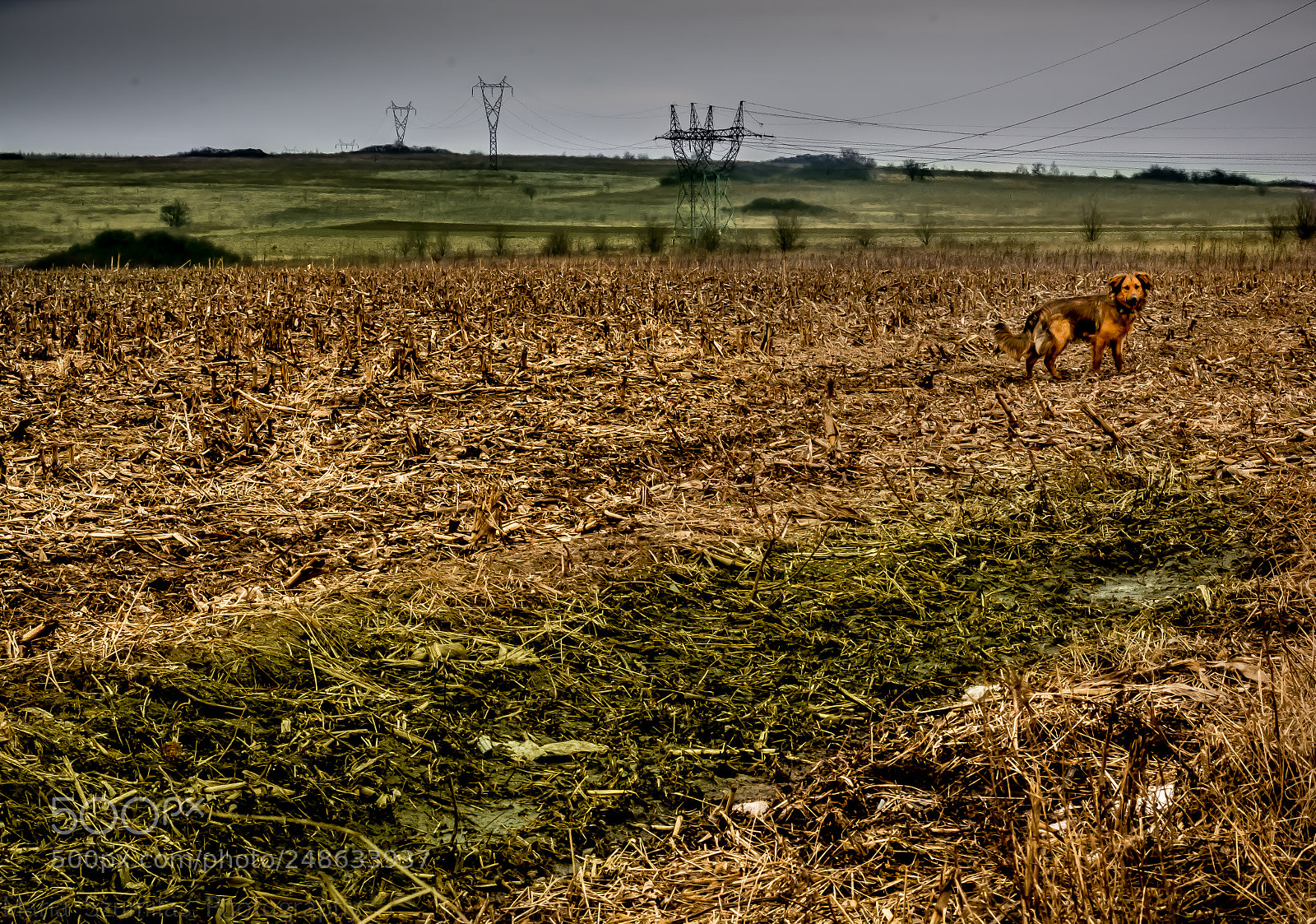 Nikon D7100 sample photo. Like a roe deer photography