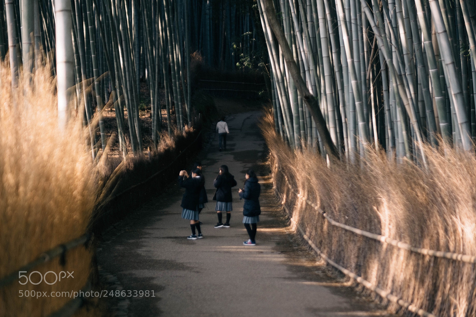 Fujifilm X-Pro2 sample photo. Arashiyama bamboo forest, kyoto photography