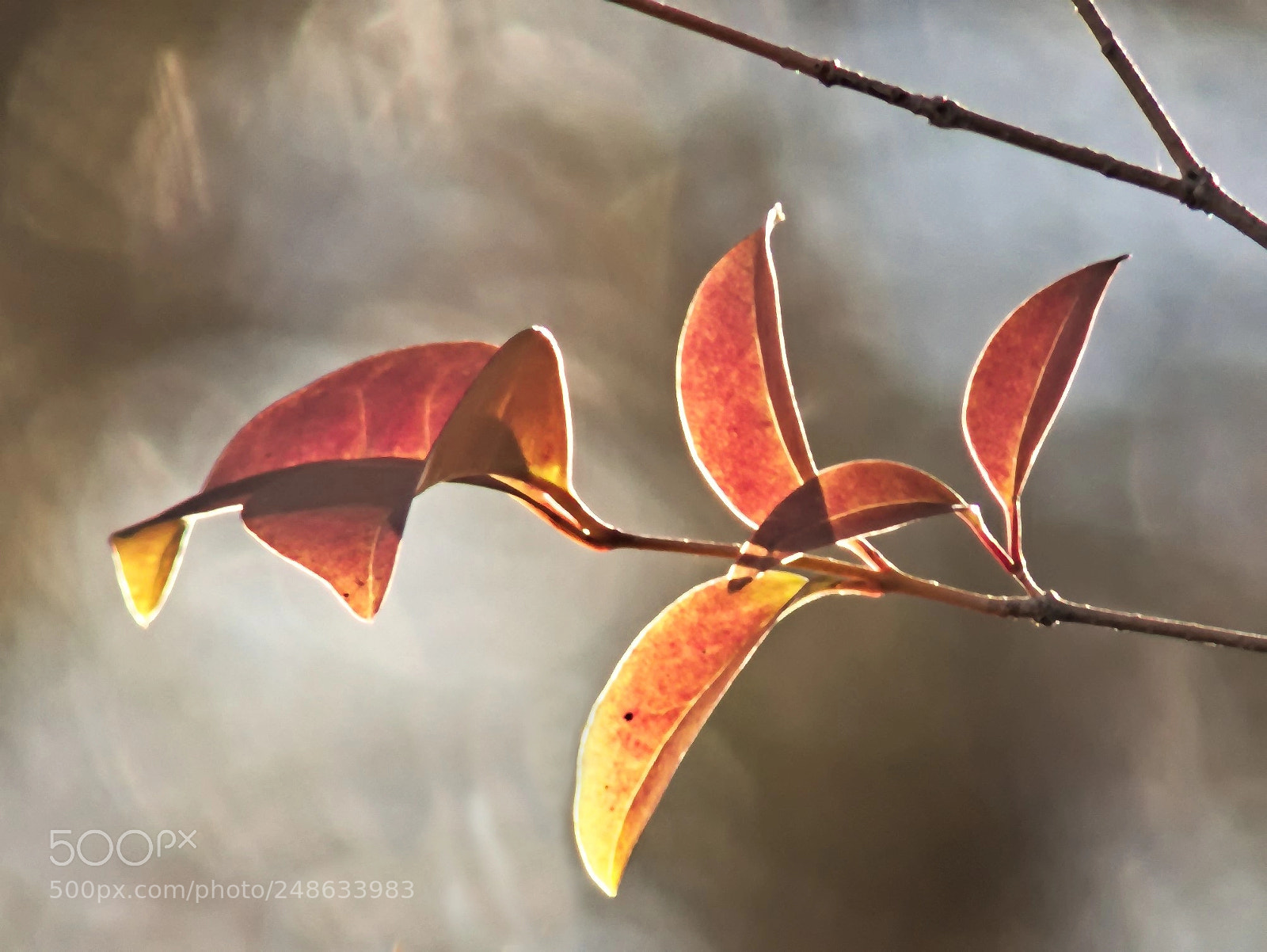 Panasonic Lumix DMC-FZ200 sample photo. Dernieres feuilles photography