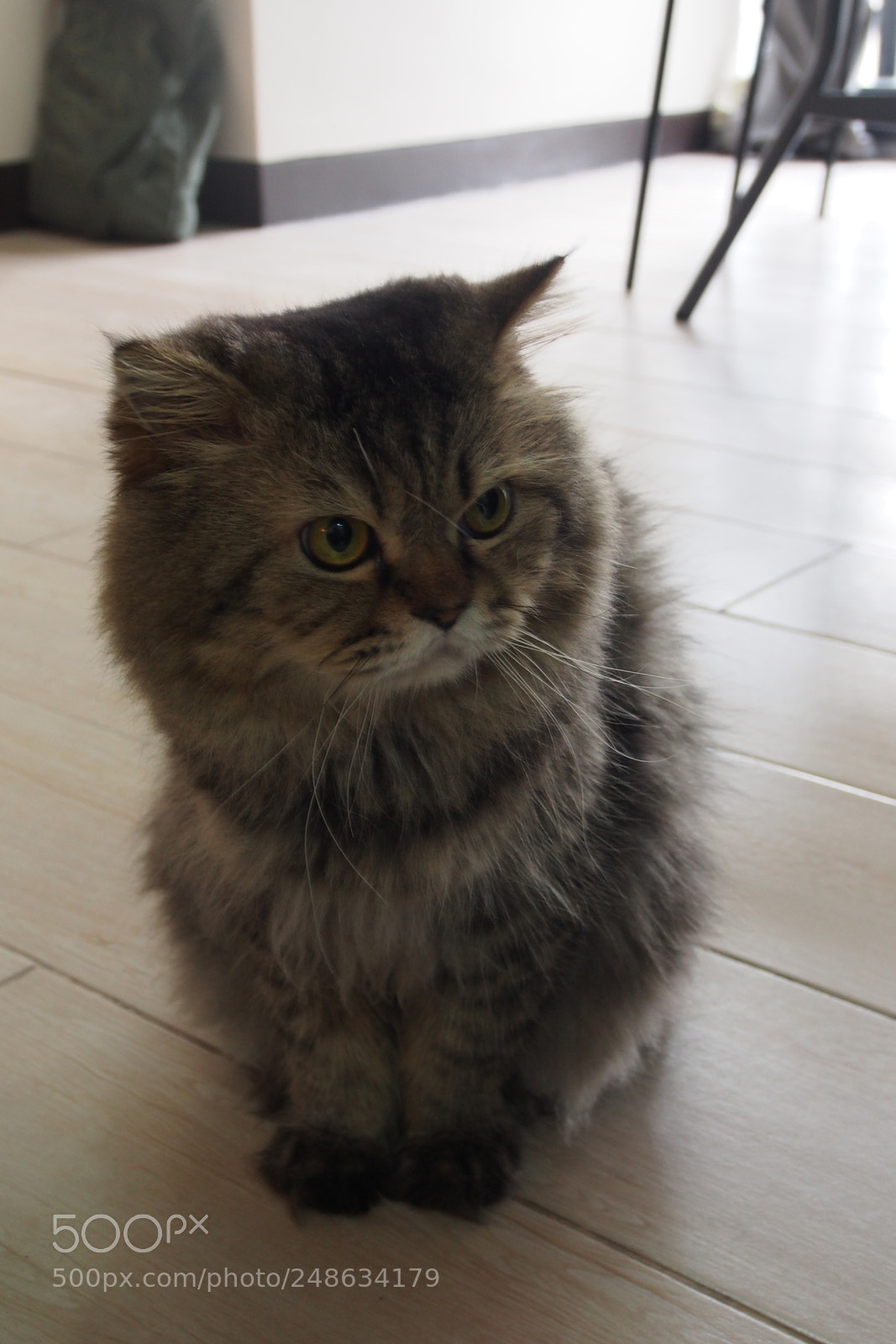 Olympus OM-D E-M5 sample photo. Bruno the adopted cat photography