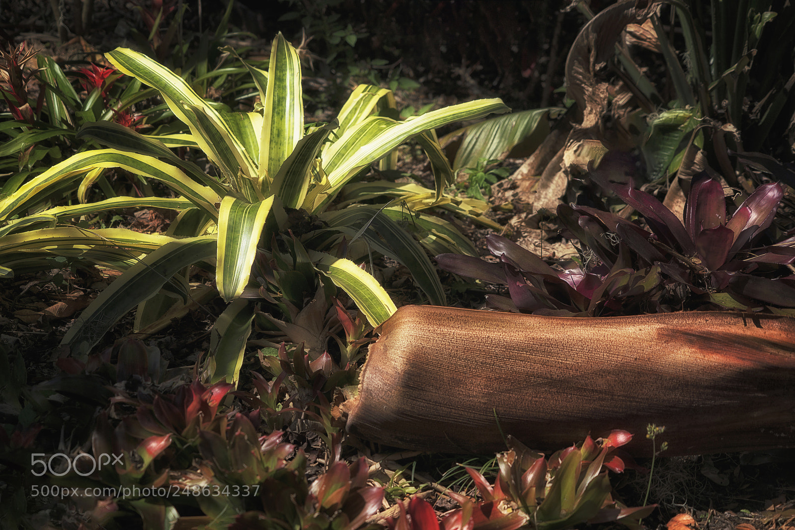 Sony a7R III sample photo. Tropical under growth photography
