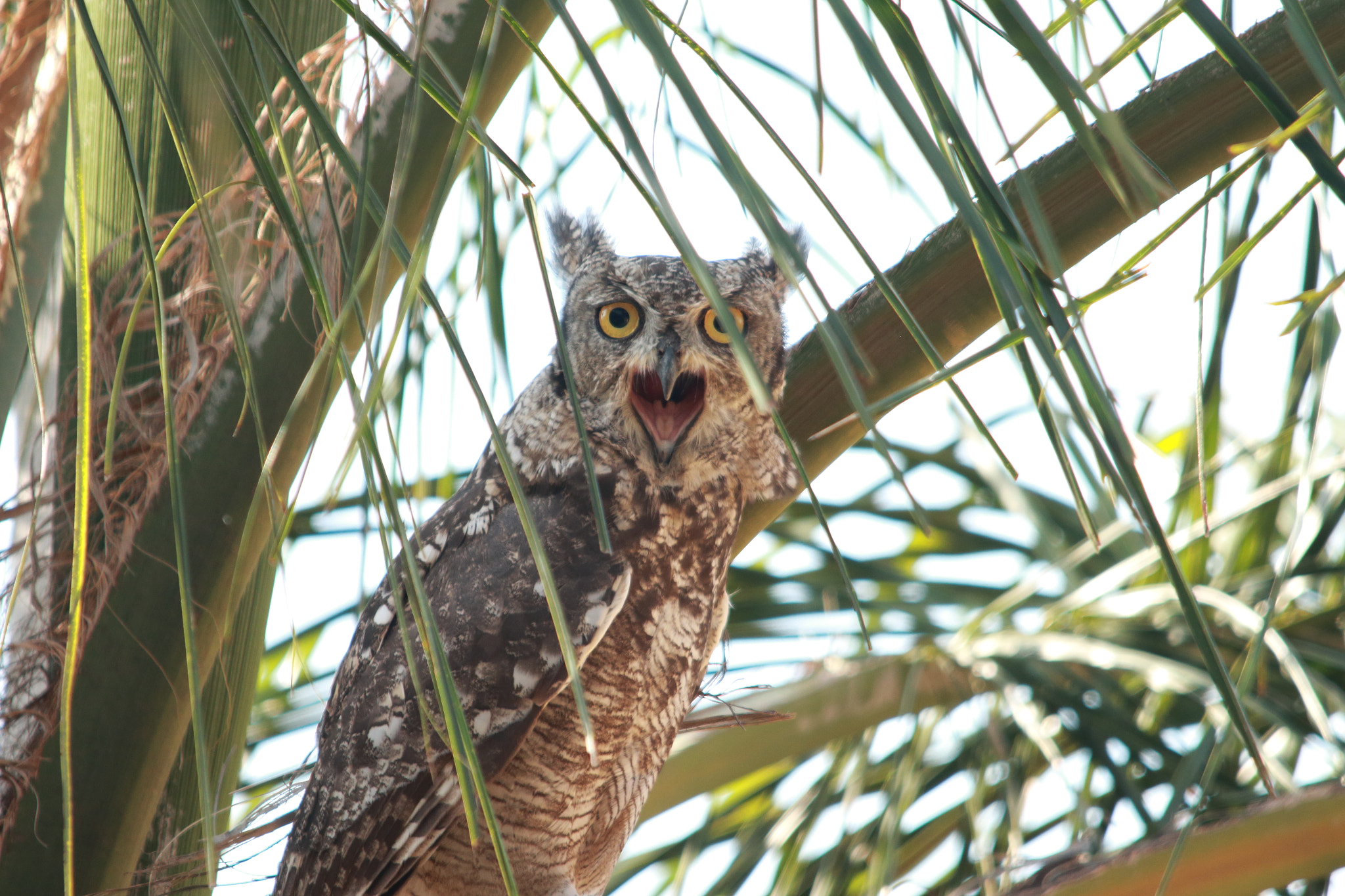 Sigma 150-500mm F5-6.3 DG OS HSM sample photo. Owl photography