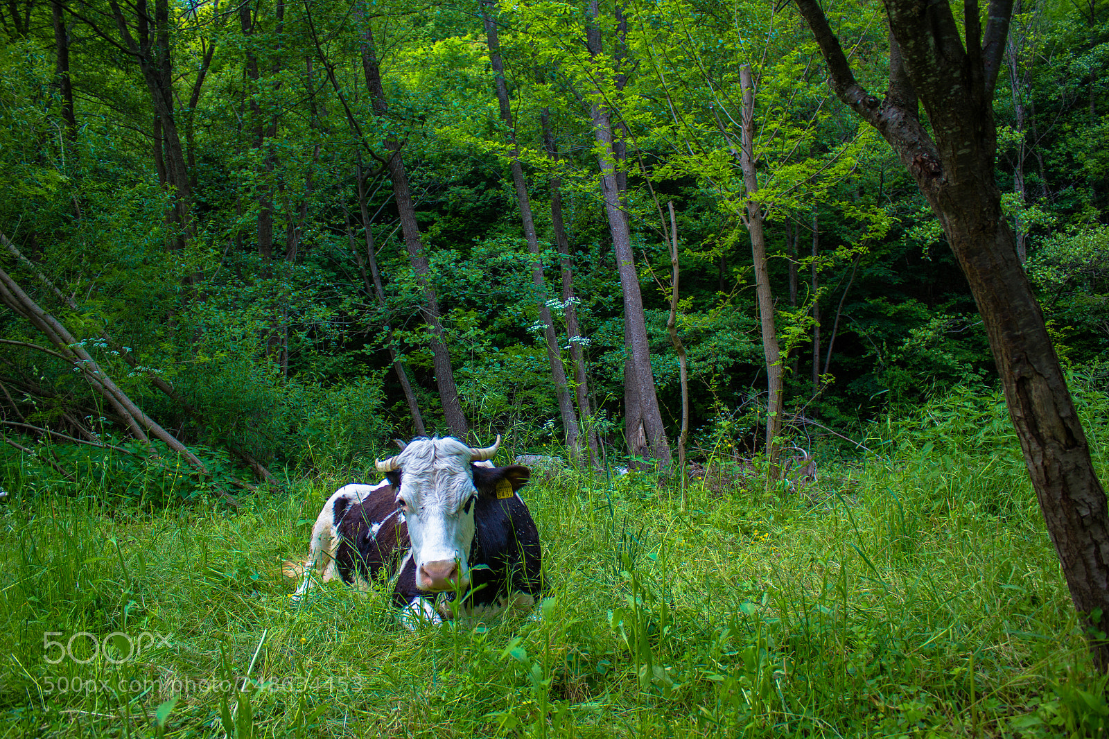 Canon EOS 550D (EOS Rebel T2i / EOS Kiss X4) sample photo. My little secret piece photography