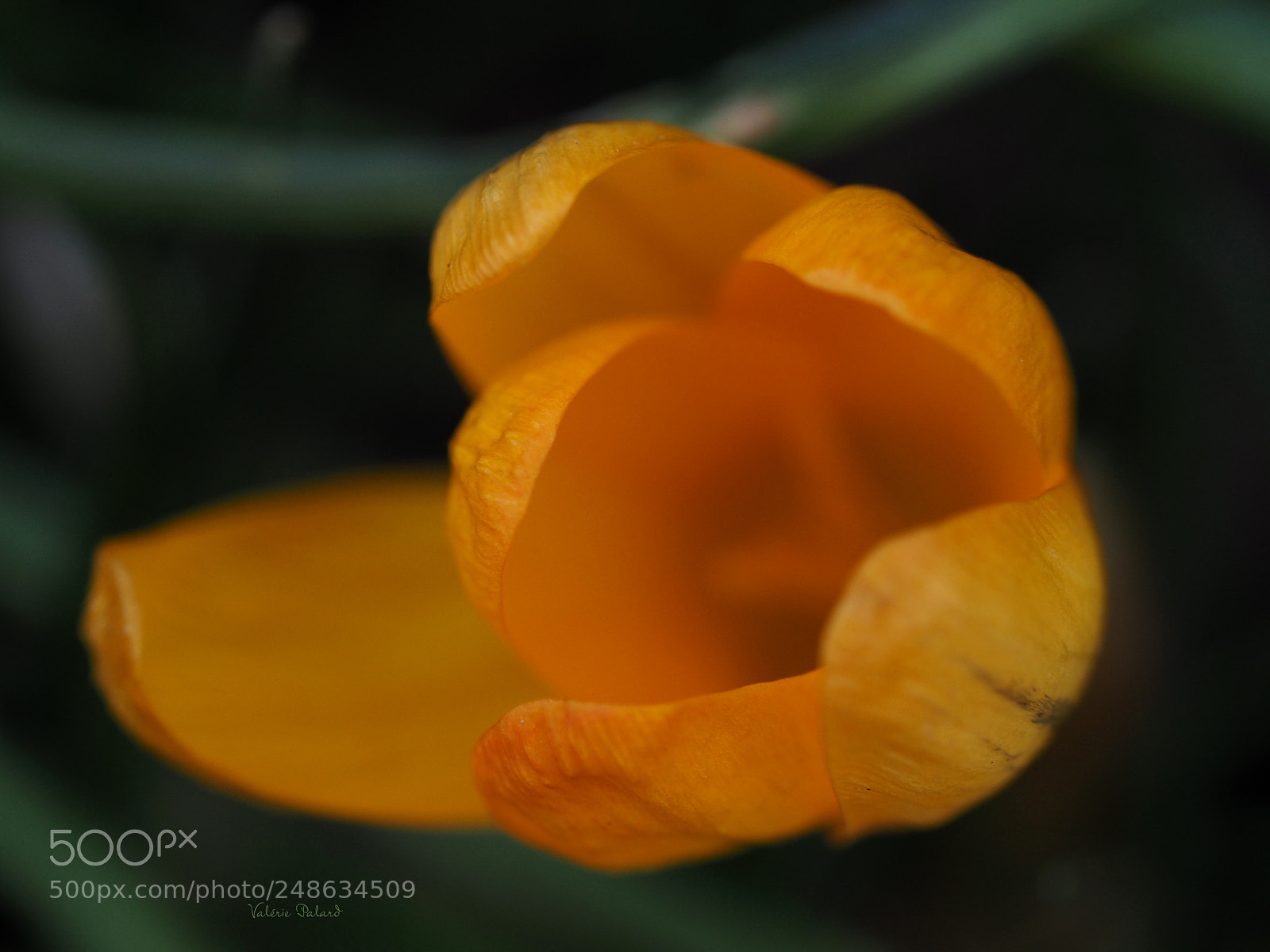 Olympus OM-D E-M5 II sample photo. Crocus photography
