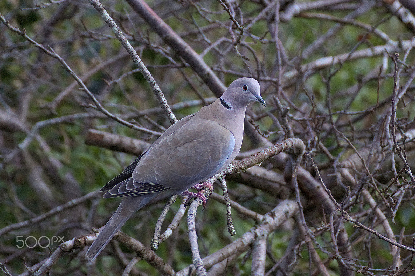 Canon EOS 77D (EOS 9000D / EOS 770D) + Tamron SP 70-300mm F4-5.6 Di VC USD sample photo. Collared dove photography