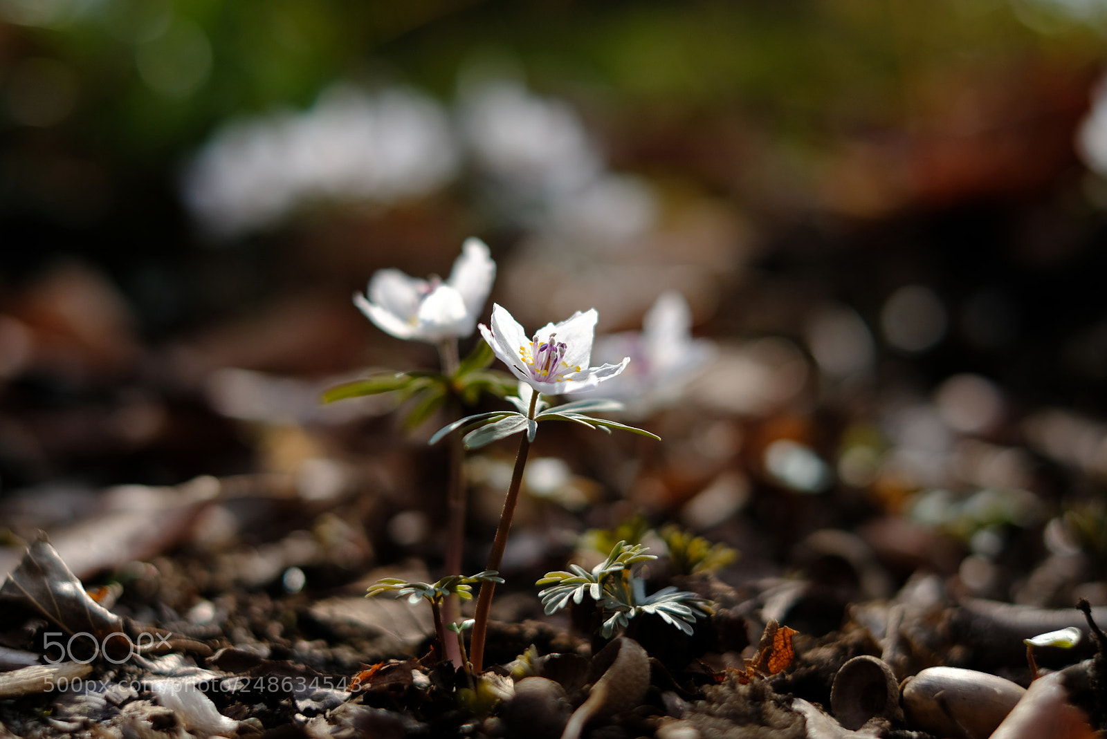 Fujifilm X-T20 sample photo. Untitled photography
