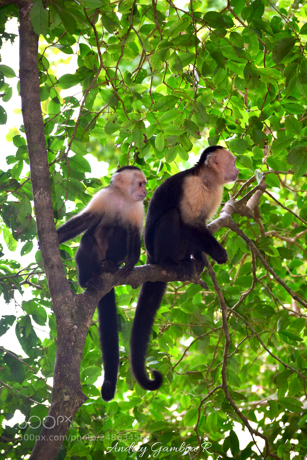 Nikon D5300 sample photo. Monkey photography