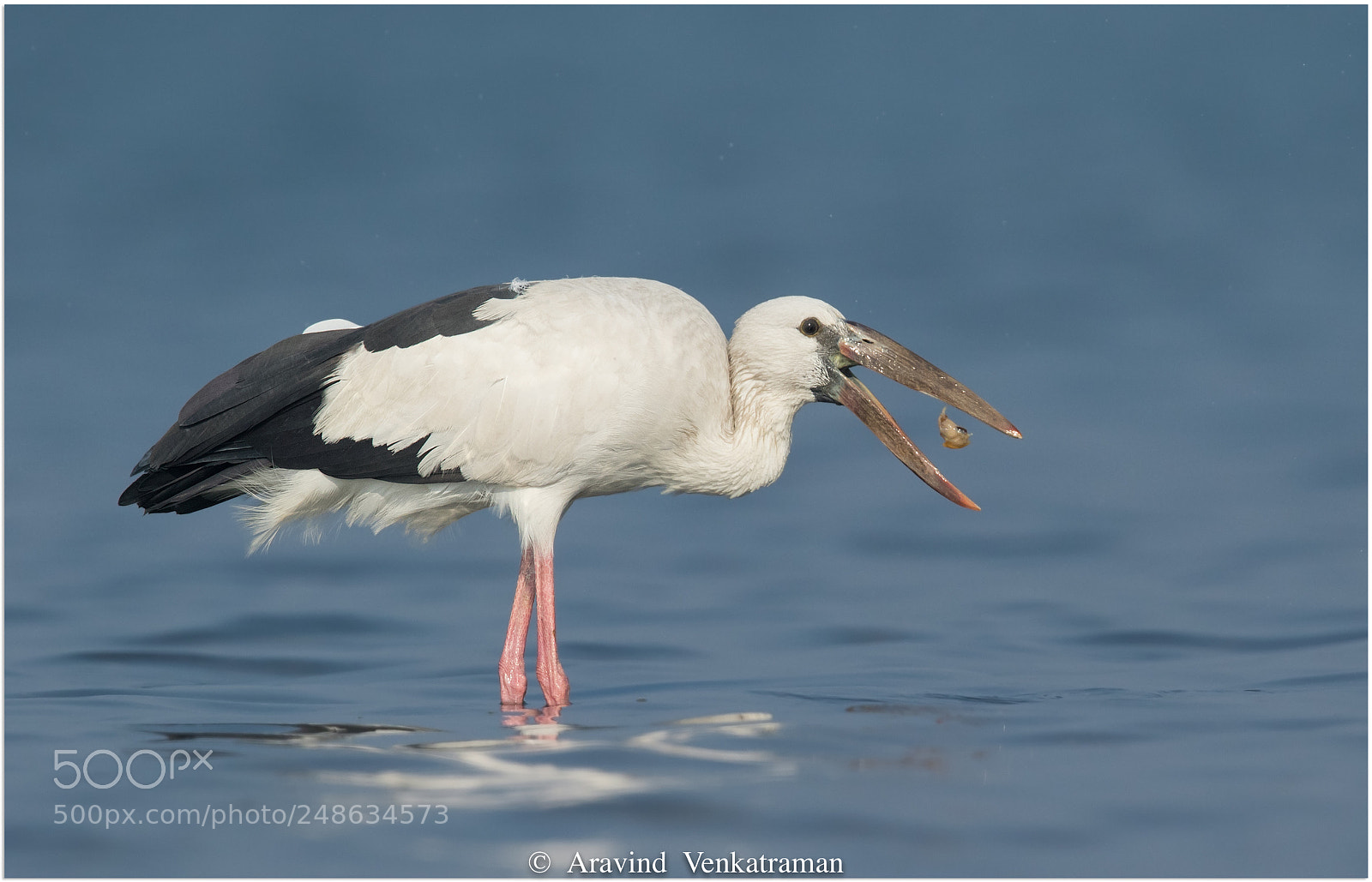 Canon EOS 7D Mark II sample photo. Asian open bill stork photography