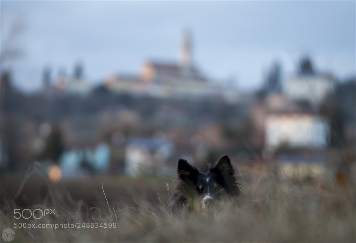 Canon EOS 50D sample photo. Trova l’intrusa? photography