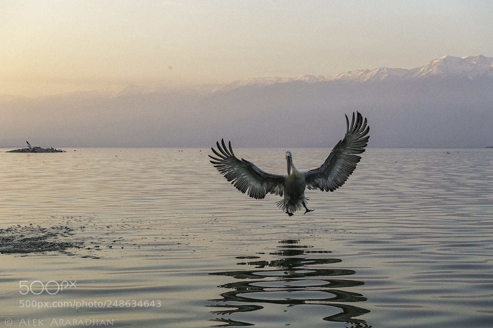 Nikon D5 sample photo. Aerobatics photography