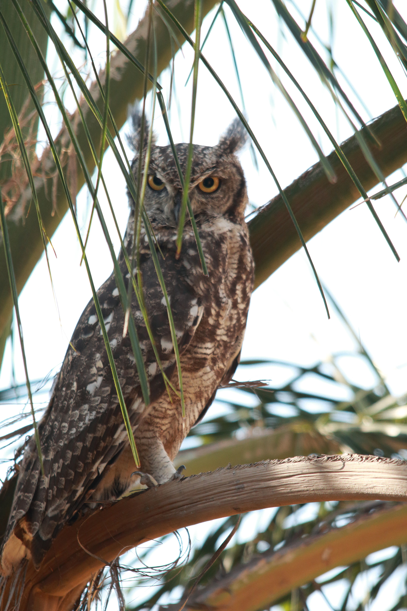 Canon EOS 70D + Sigma 150-500mm F5-6.3 DG OS HSM sample photo. Owl photography