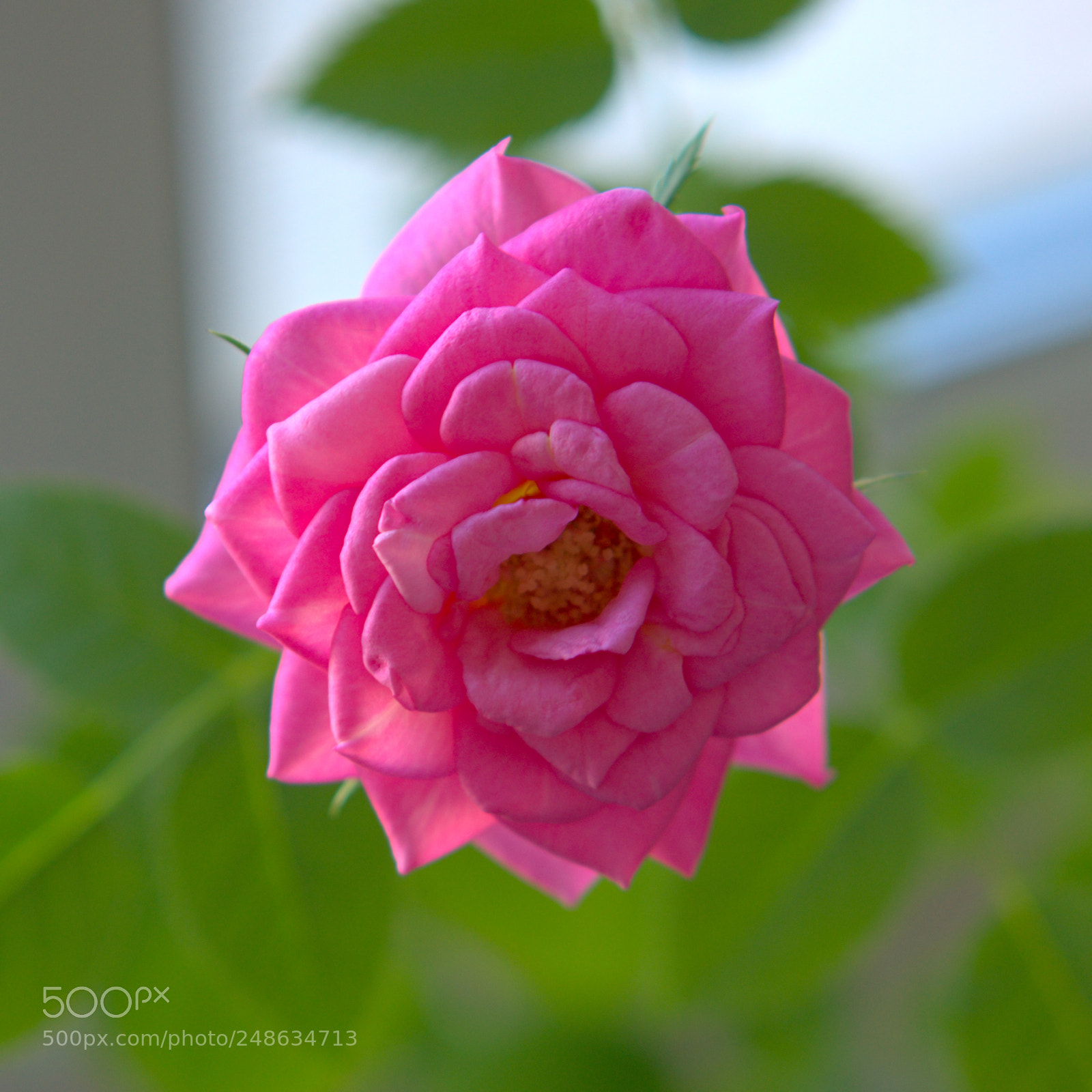 Sony Alpha NEX-5T sample photo. Rose on a window photography