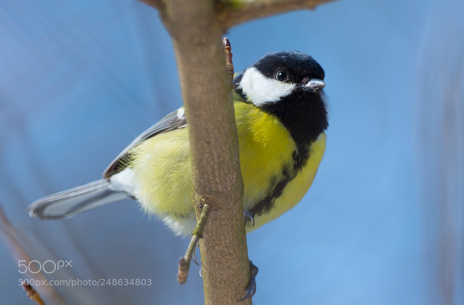 Nikon D7100 sample photo. Parus major photography