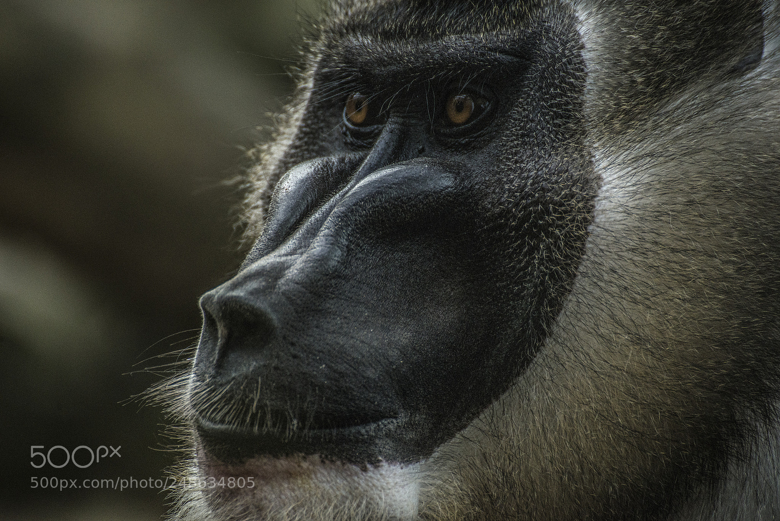 Nikon D610 sample photo. Mandrill ii photography