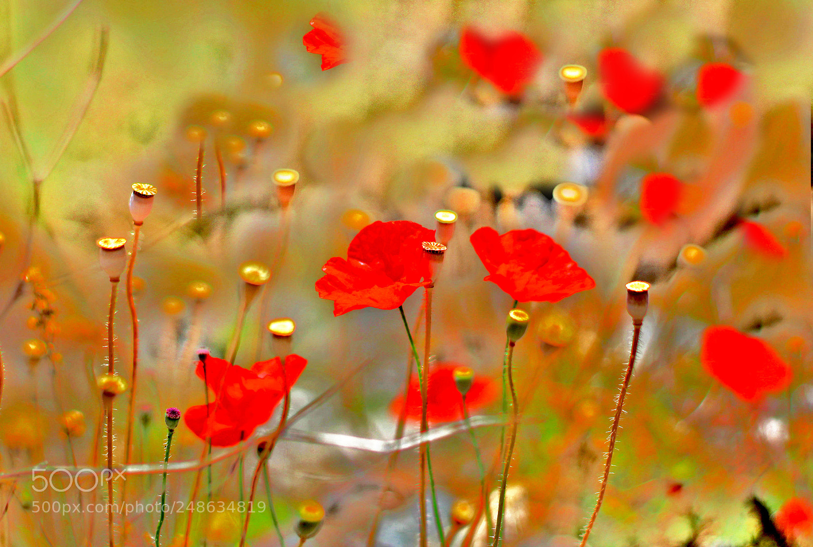 Canon EOS 100D (EOS Rebel SL1 / EOS Kiss X7) sample photo. Cretan poppies abstract photography