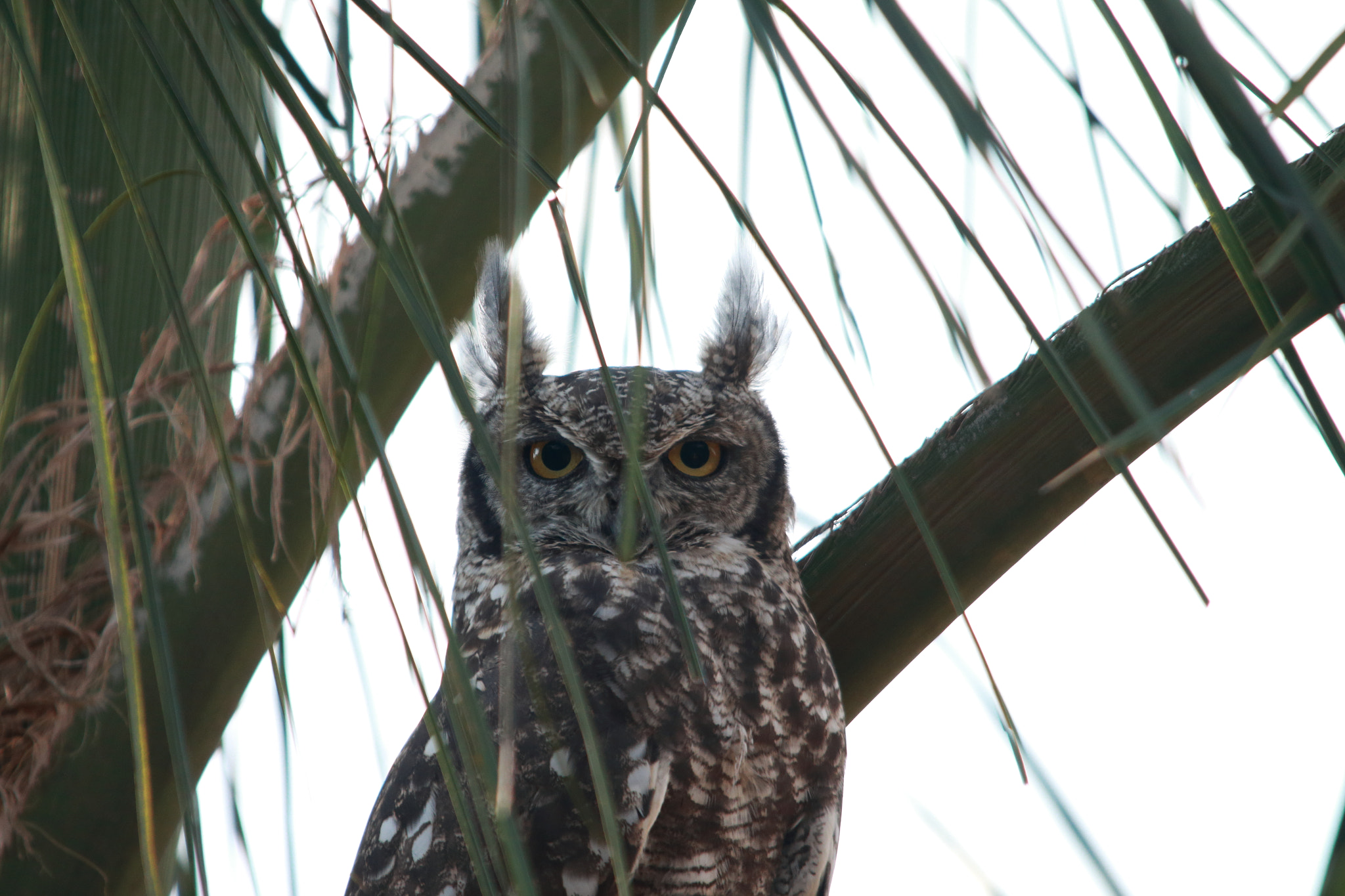 Canon EOS 70D + Sigma 150-500mm F5-6.3 DG OS HSM sample photo. Owl photography