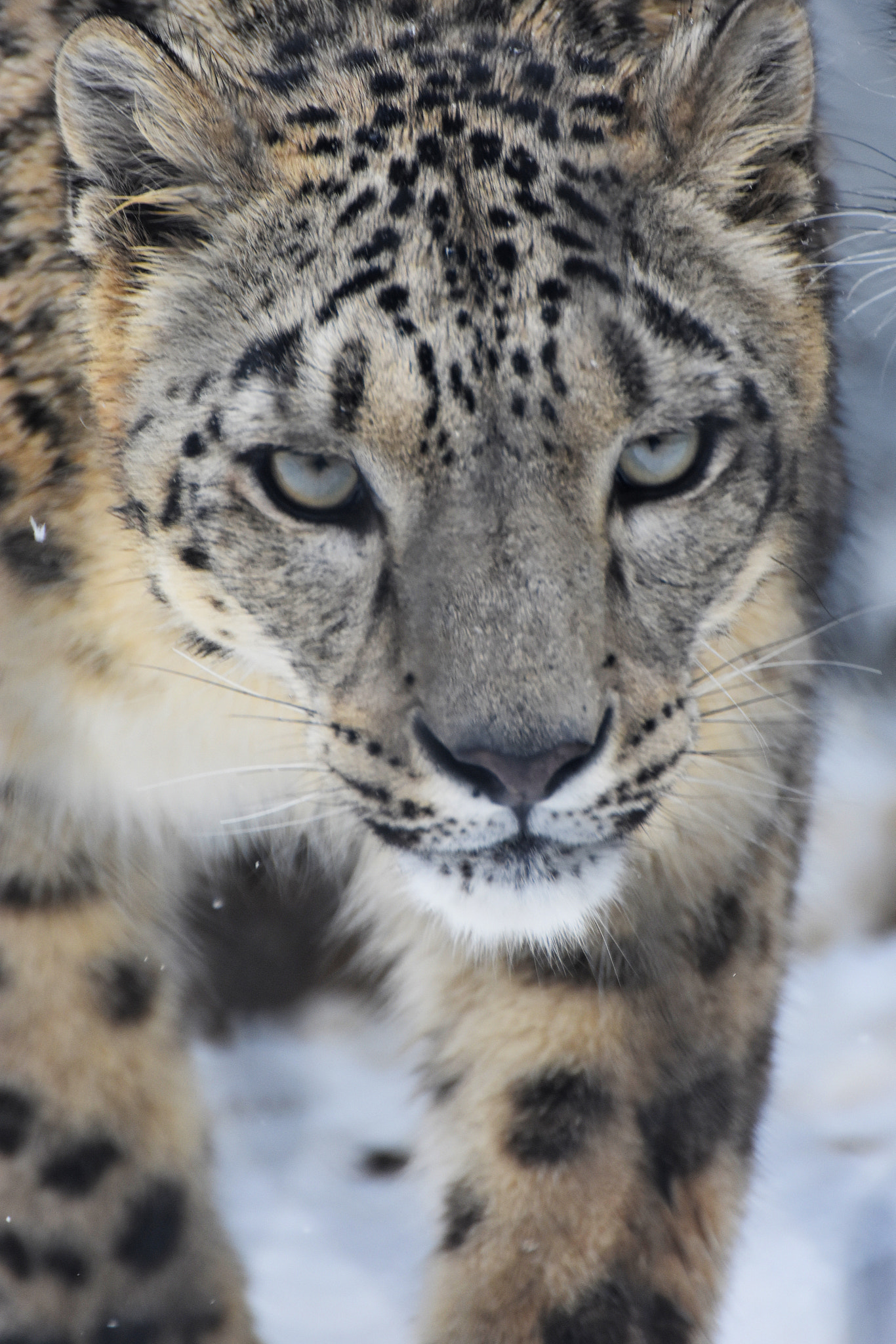 Nikon D3400 sample photo. Snow leopard photography